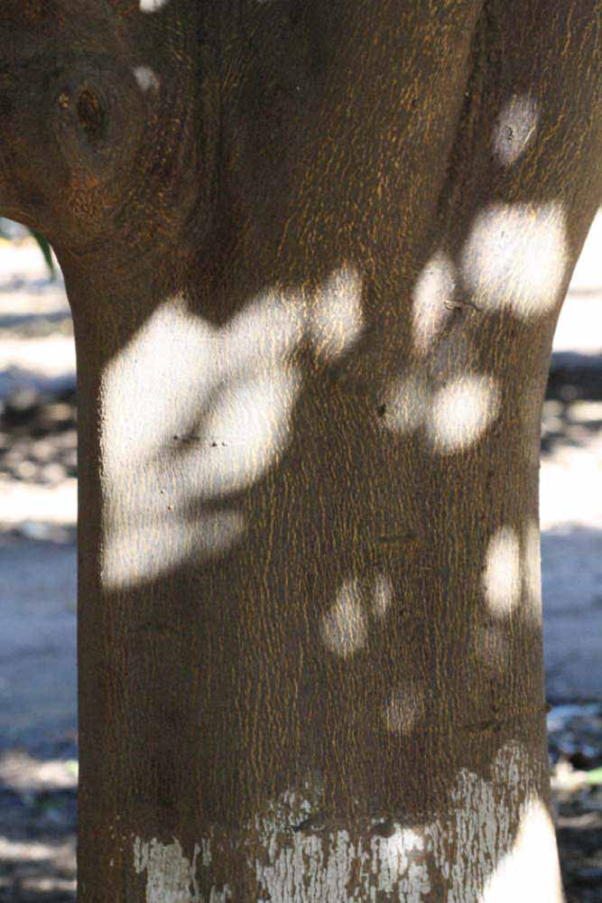              Bark (Riverside, CA)       